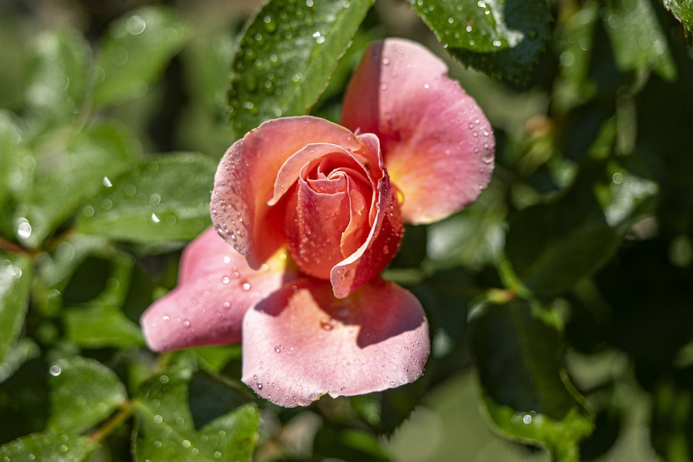 a pink flower with water droplets on it