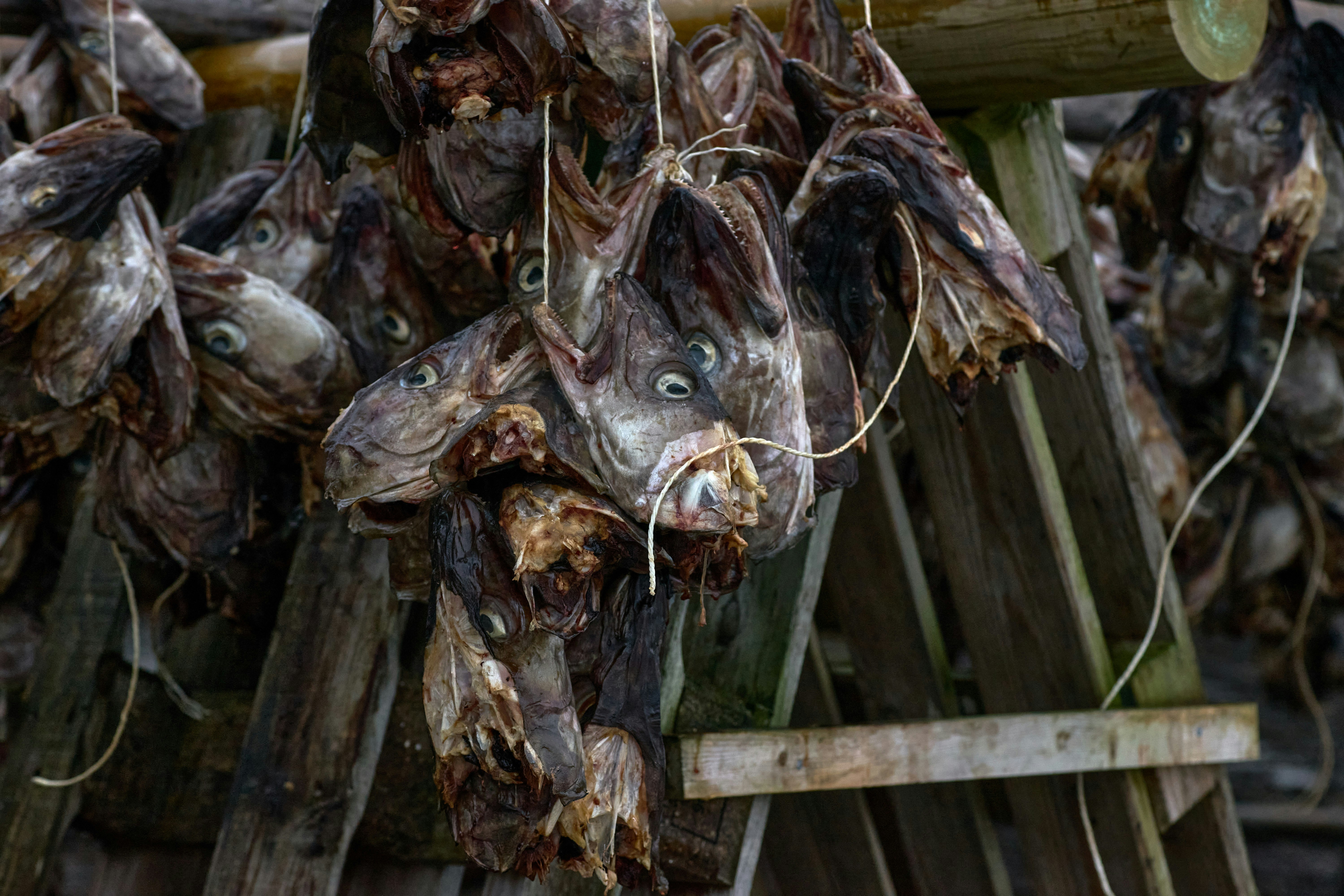 Photo by wolfgang_hasselmann