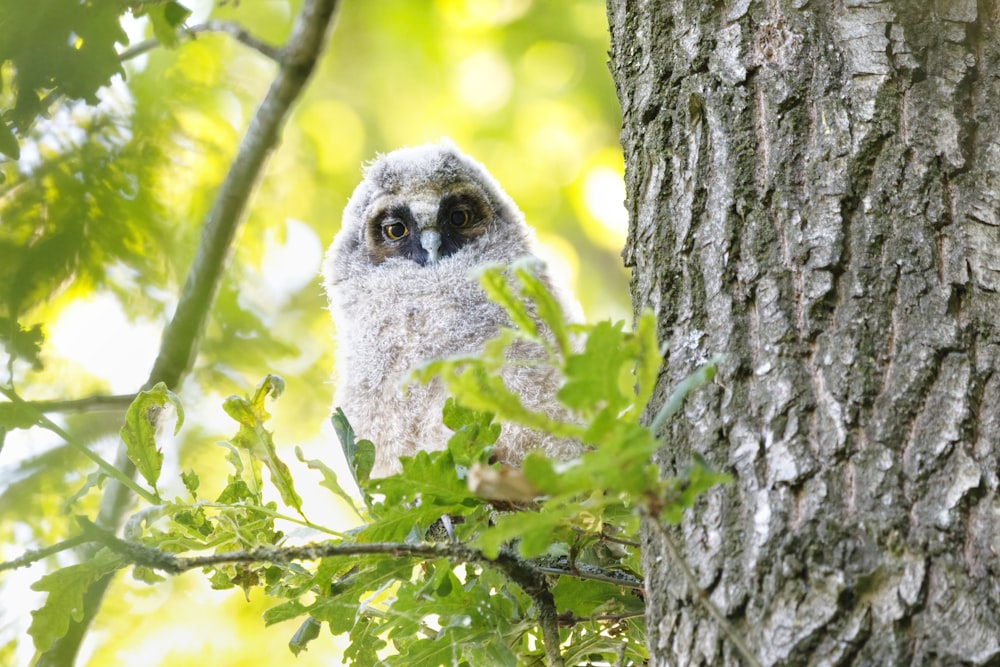 an owl is perched on a tree branch