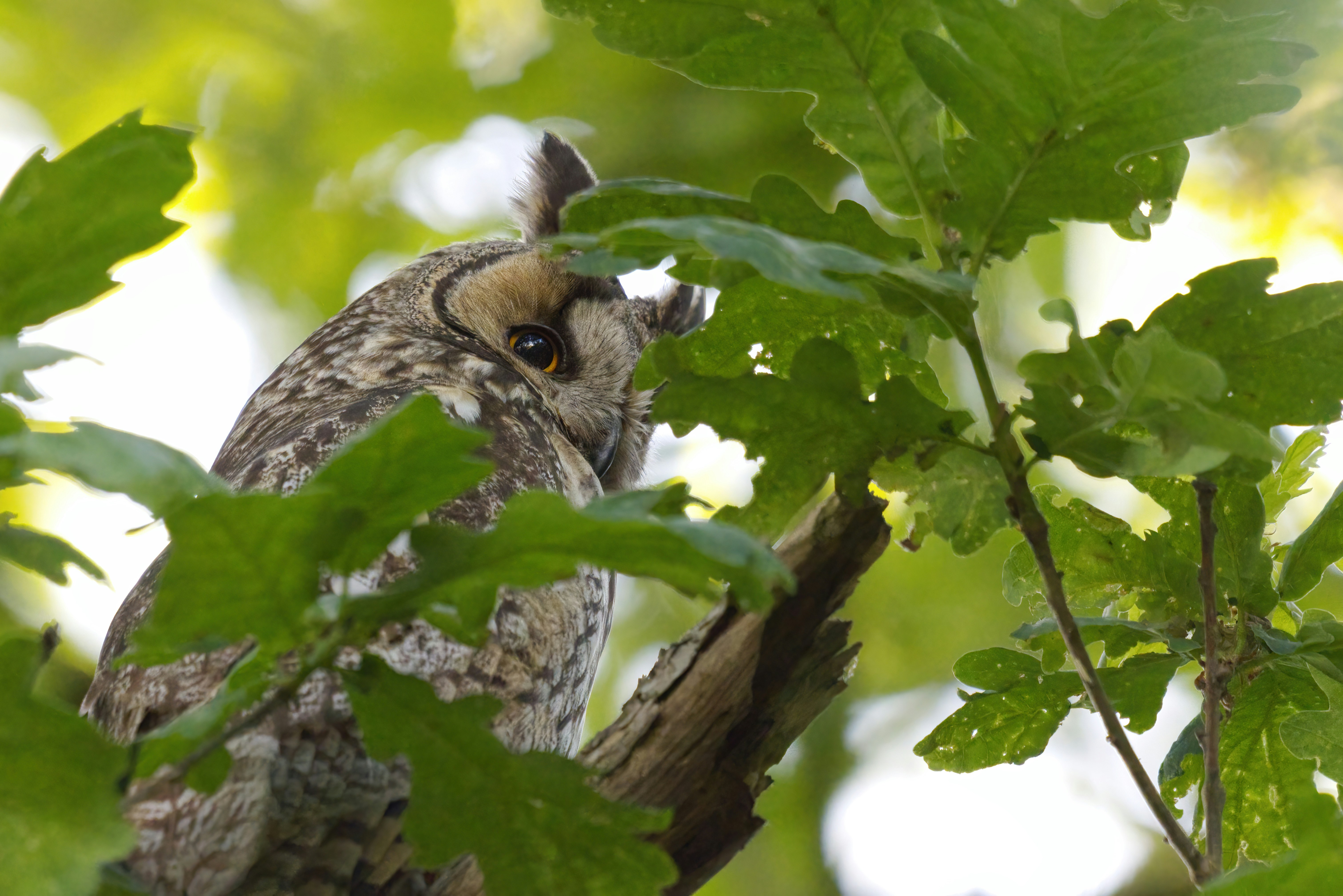 Photo by birgittaroos