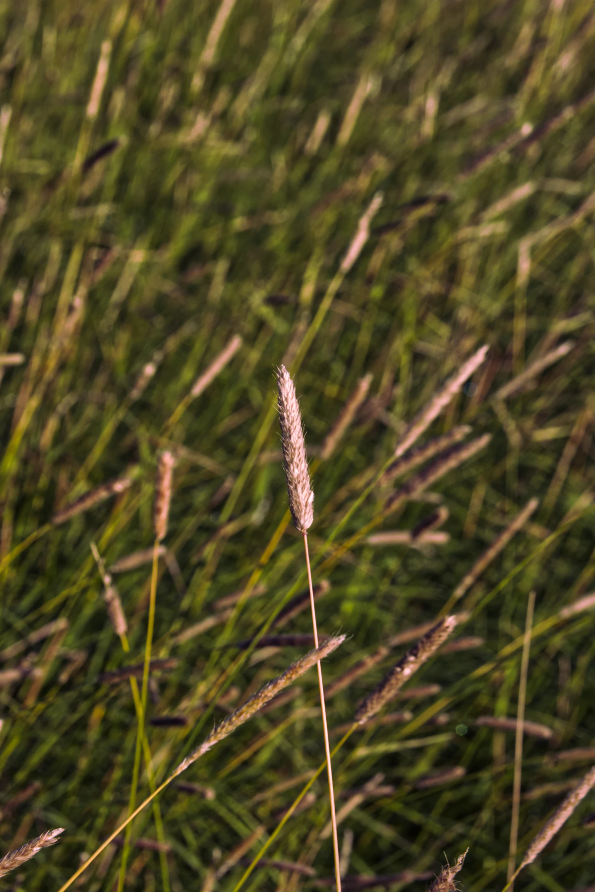 Close-up of a clean weed-free green lawn