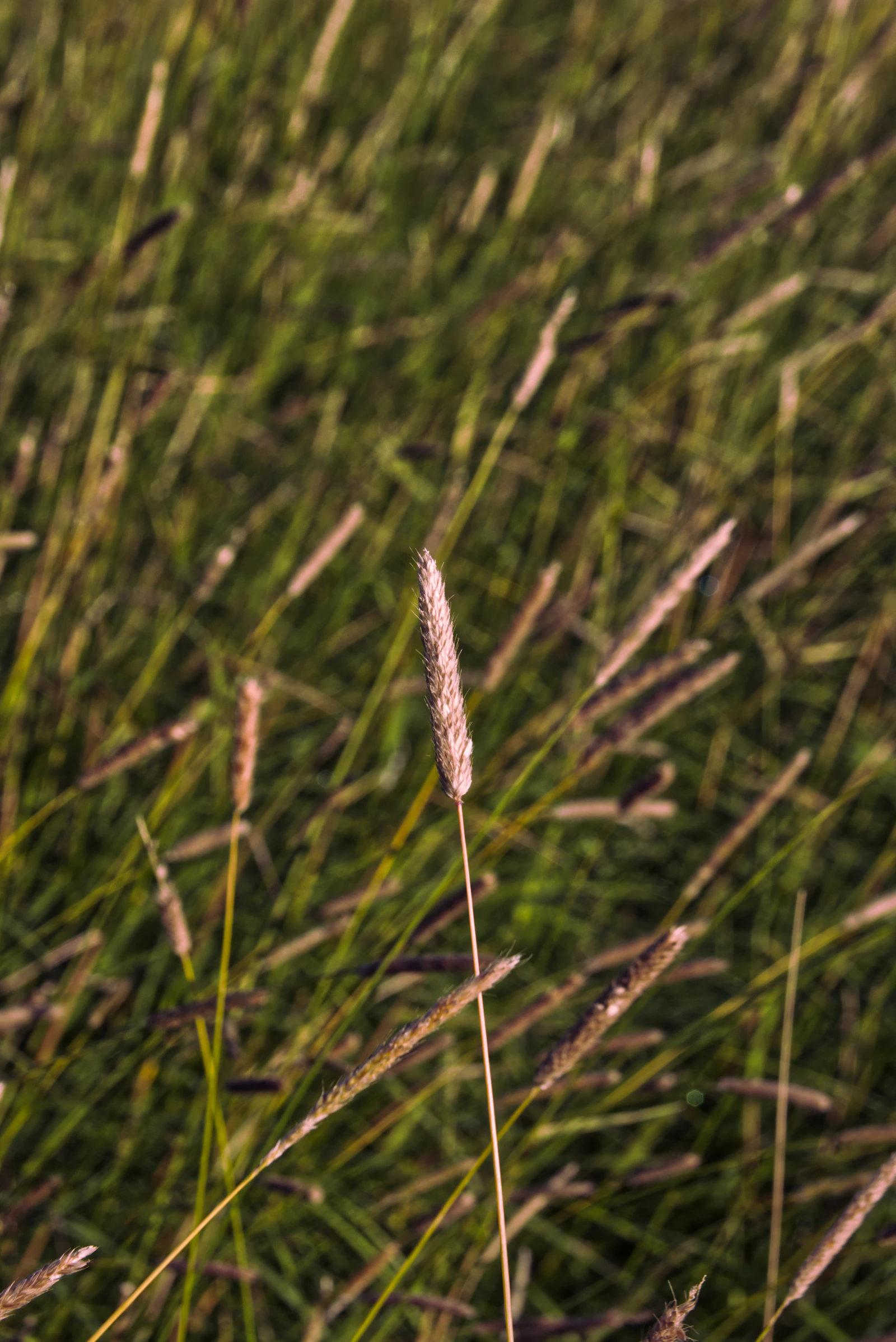 Close-up of a clean weed-free green lawn