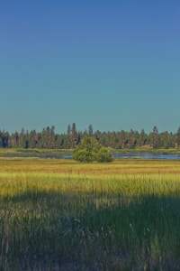 A serene landscape features a wide expanse of grassy fields leading to a small body of water in the distance, bordered by a line of dense trees under a clear blue sky.