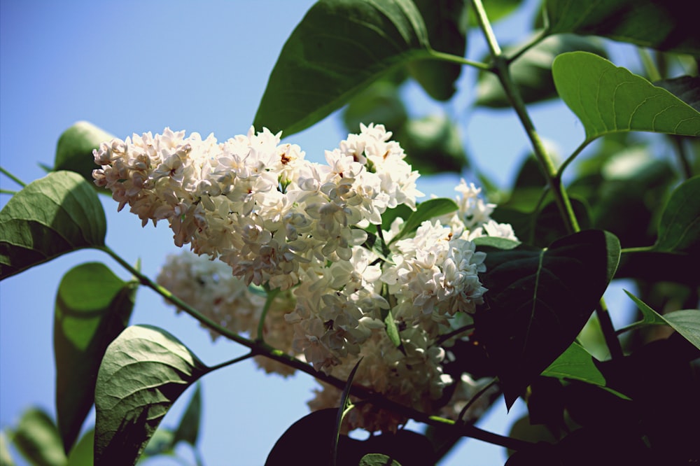 a cluster of white flowers growing on a tree