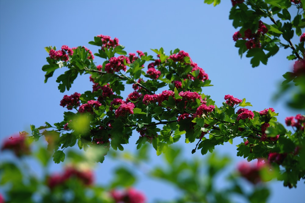 a branch of a tree with red flowers