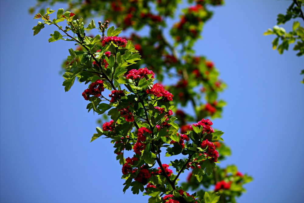 a tree branch with red flowers and green leaves