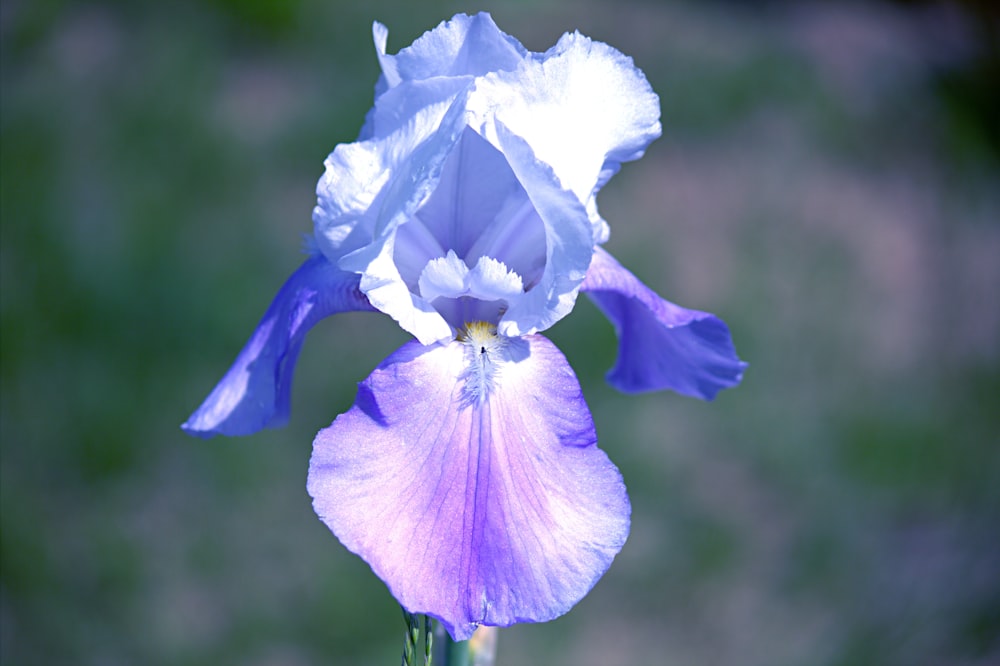 a blue and white flower with a blurry background