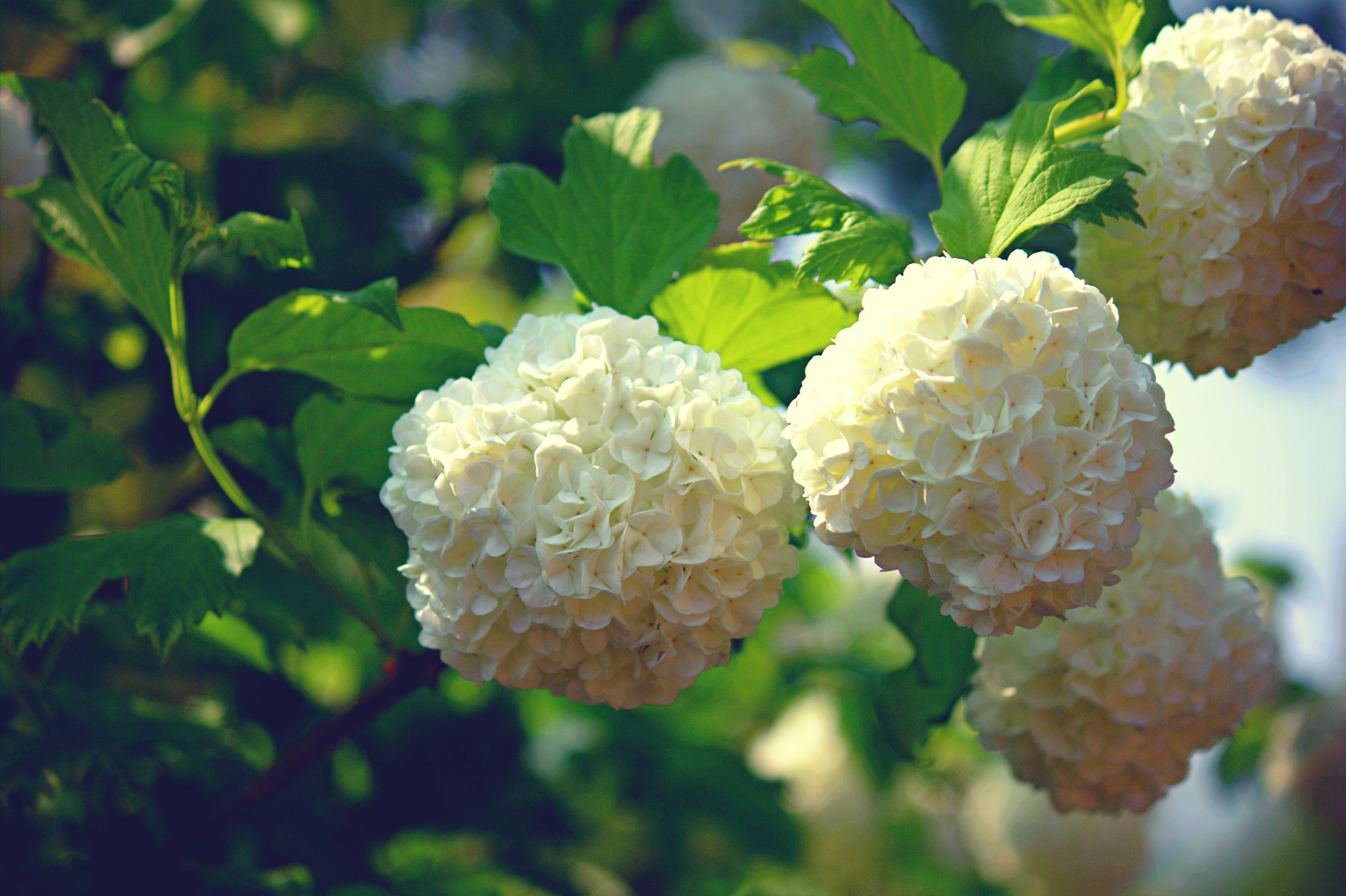 a bunch of white flowers hanging from a tree