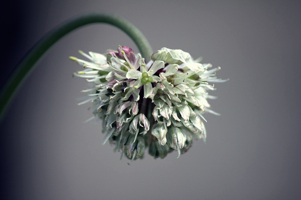 a close up of a flower on a gray background