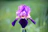 a purple flower with a yellow stamen in the center
