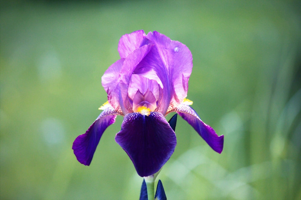 a purple flower with a yellow stamen in the center