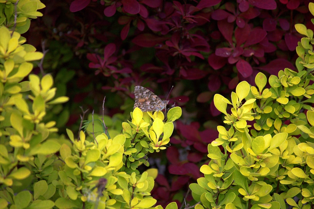 a butterfly sitting on top of a green bush