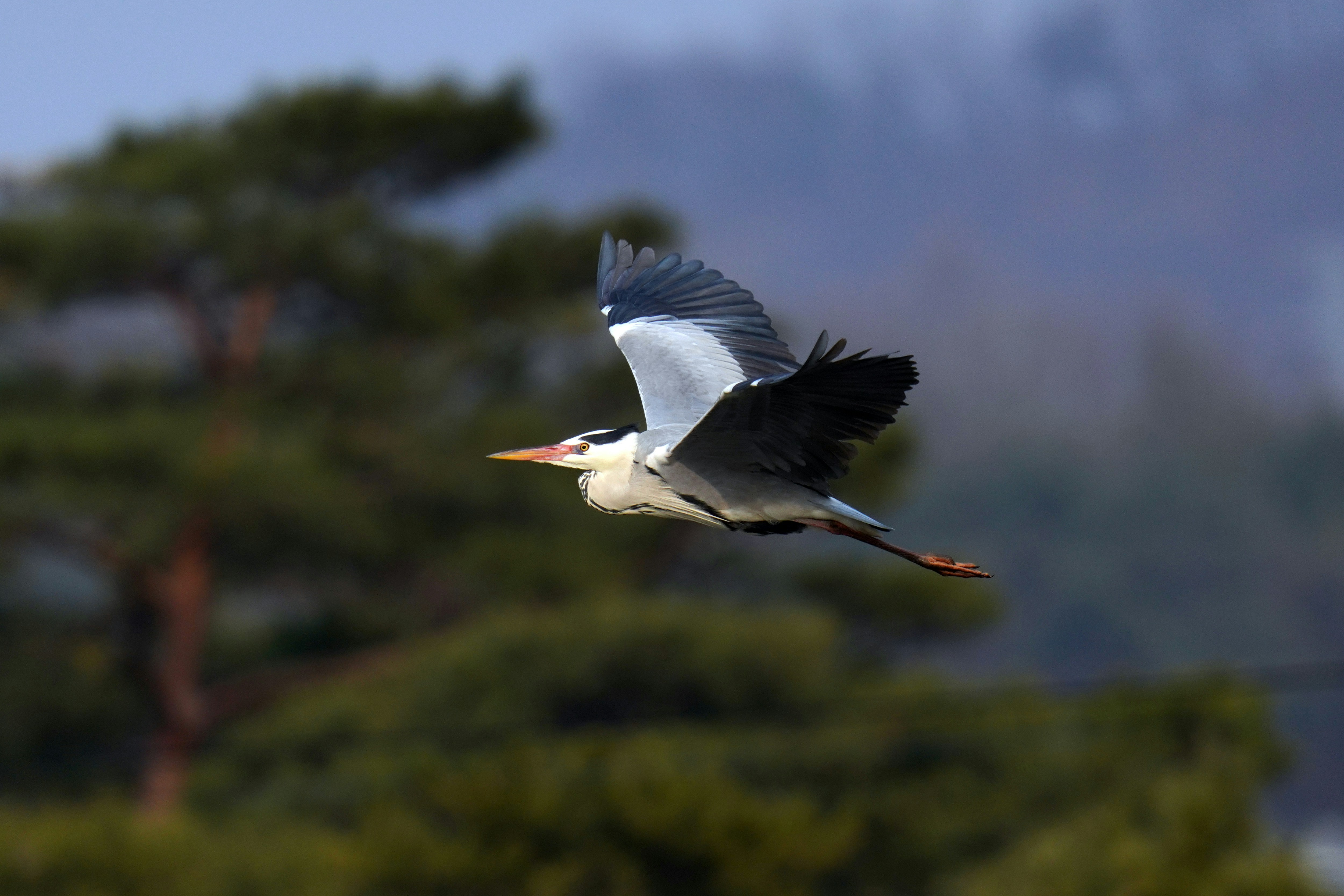 Photo by kim_dae_jeung