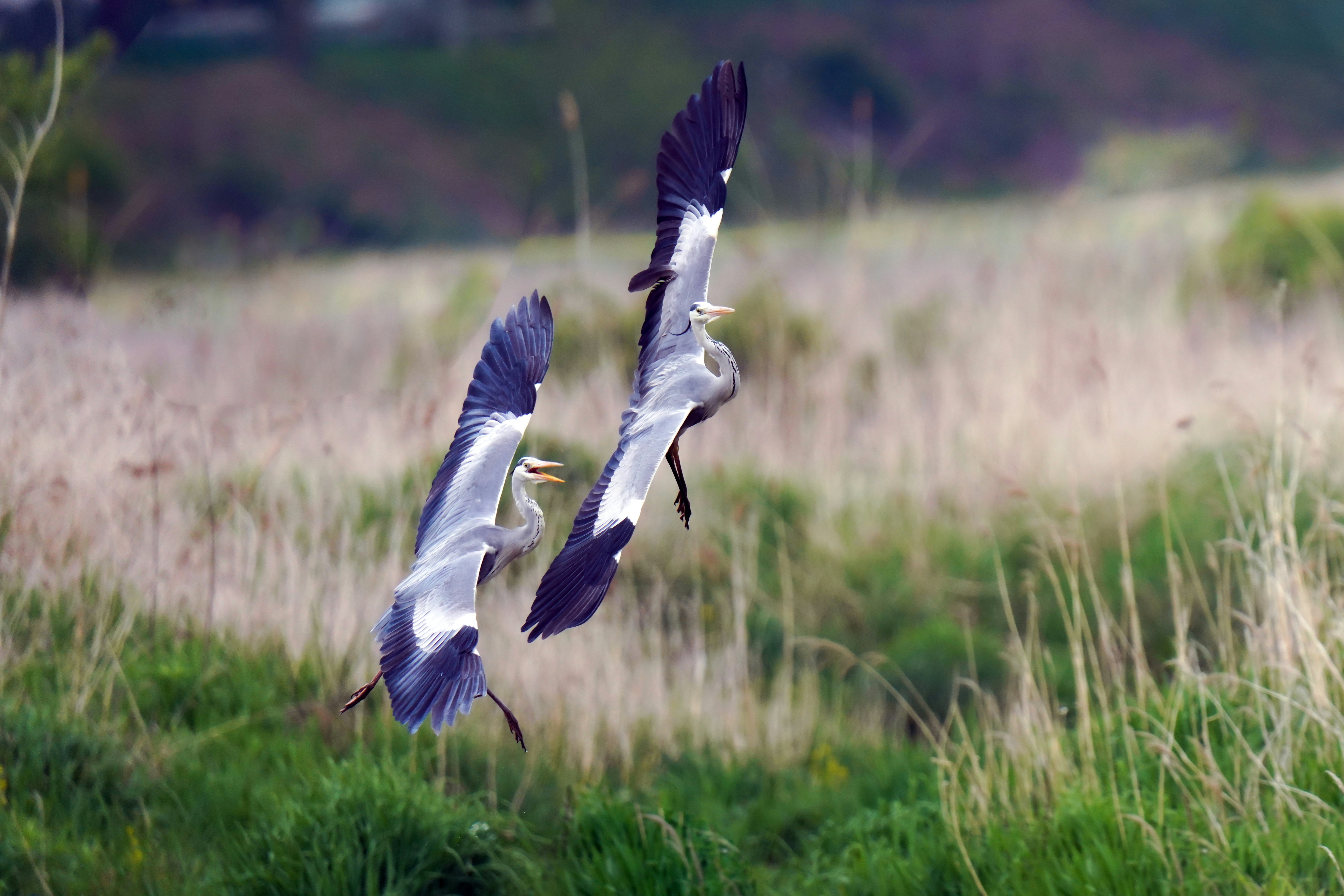 Photo by kim_dae_jeung