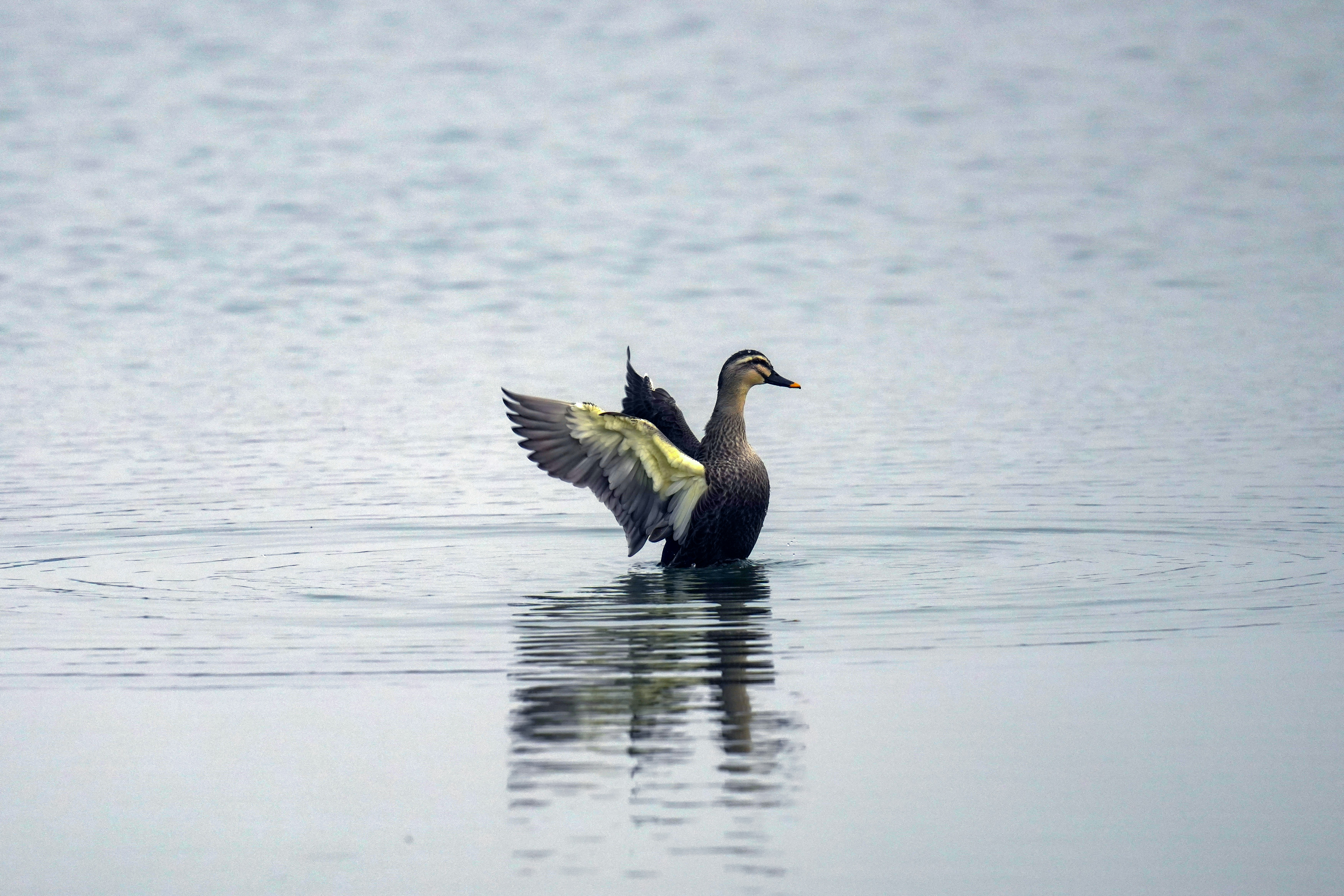 Photo by kim_dae_jeung