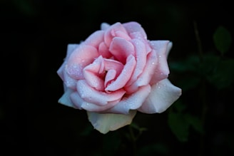 Close-up of a delicate blush pink rose with dewdrops, softly lit against a white background.