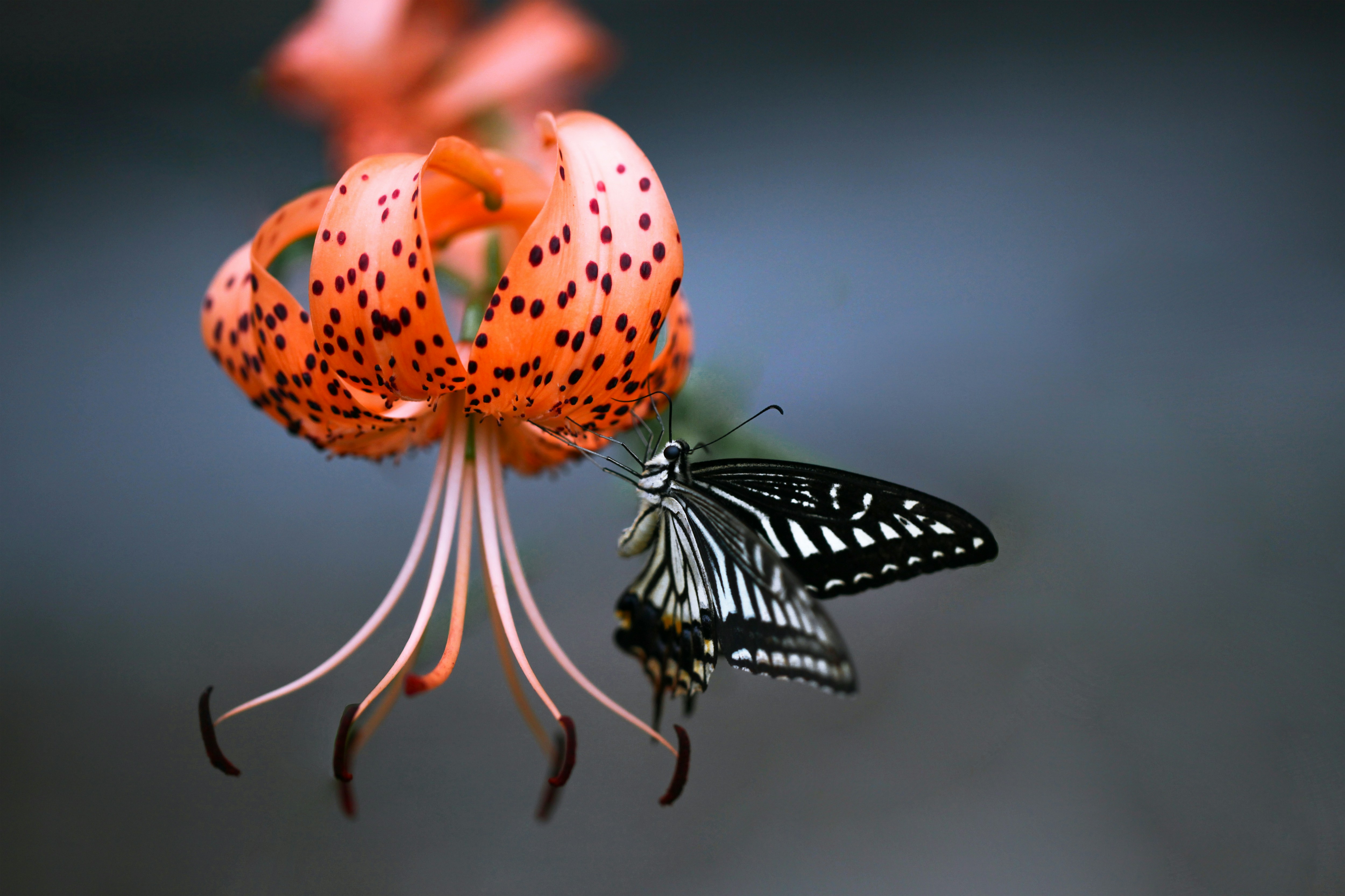 Two butterflies on a flower, symbolizing love