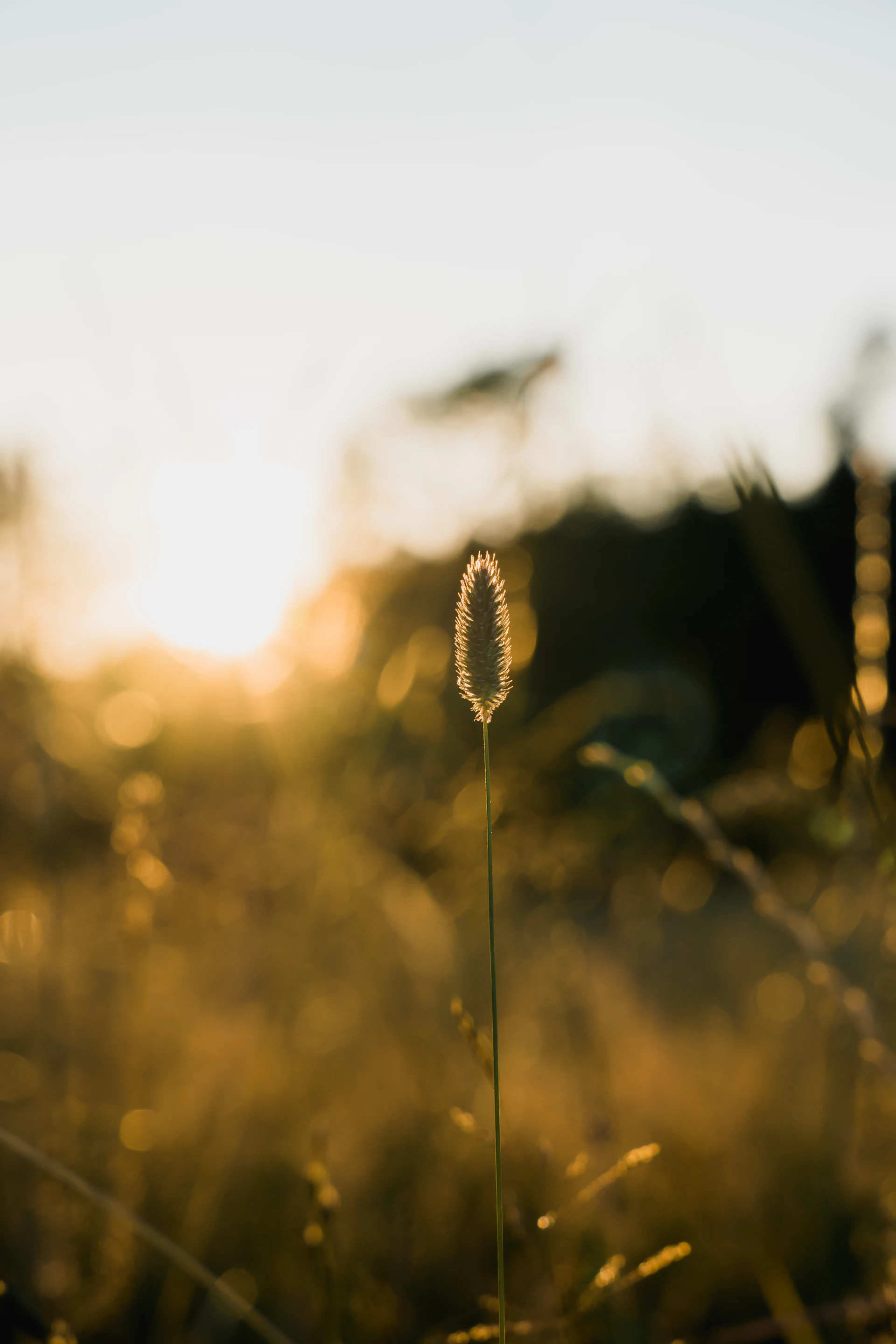 a close up of a flower in a field