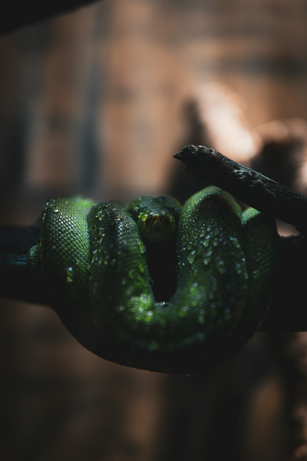 a close up of a green snake on a branch