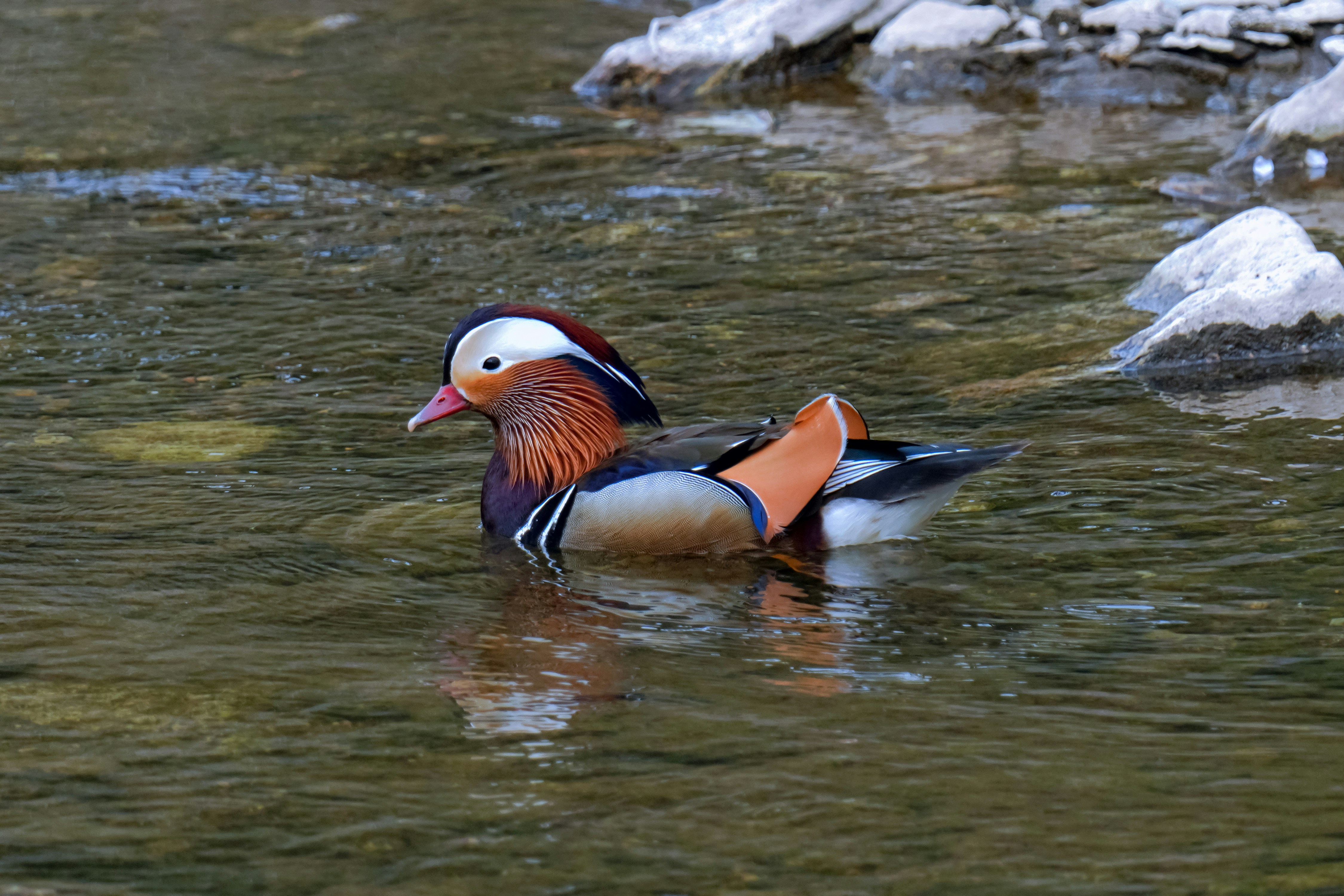 A colorful bird floating on top of a body of water photo – Free Animal ...