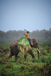 a man riding on the back of an elephant