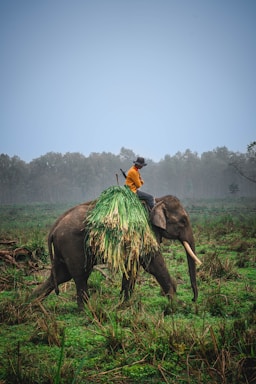 a man riding on the back of an elephant