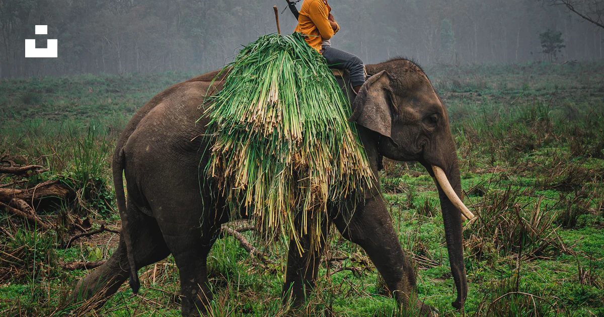 Guy Riding Elephant A man riding on the back of an elephant photo – Free Chitwan national ...
