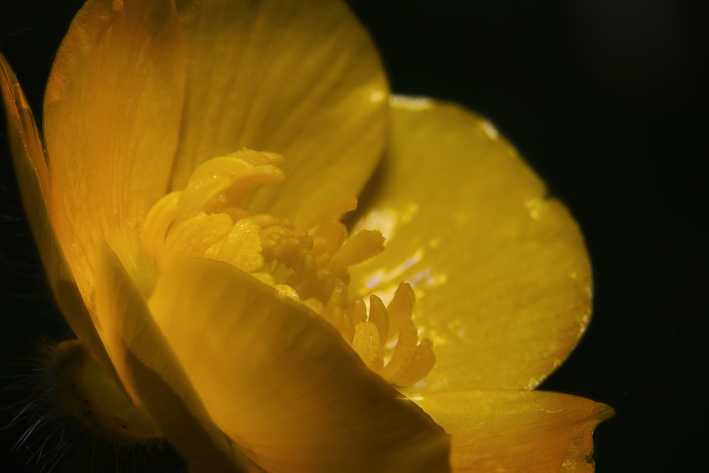 a yellow flower with water droplets on it