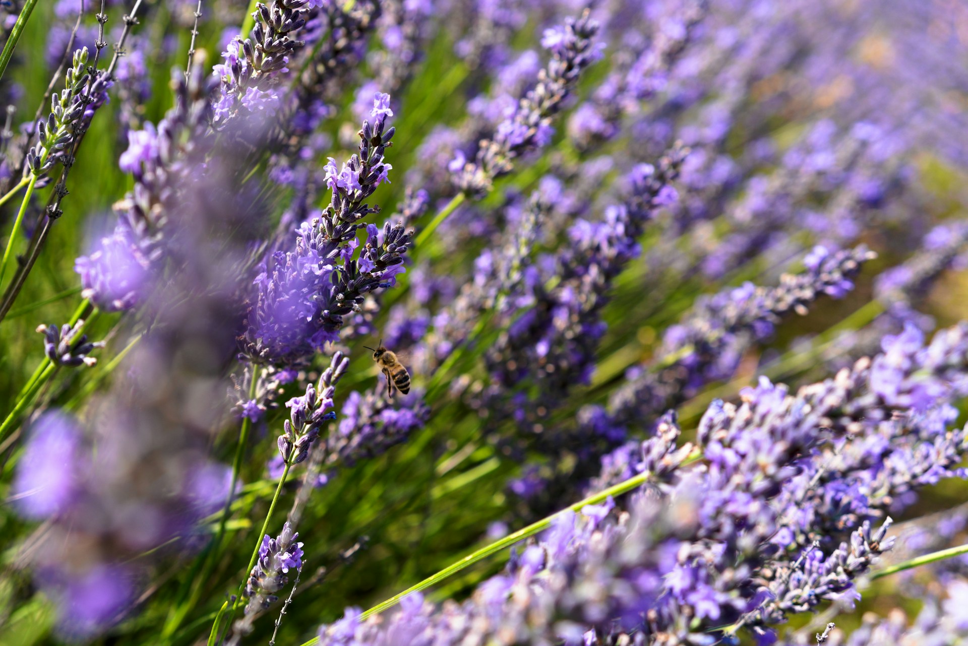 A group of bees buzzing around a blooming lavender bush with soft purple hues under a clear blue sky.