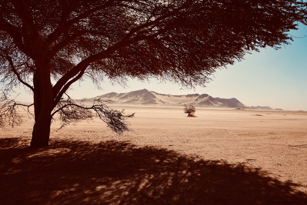uma árvore no meio de um deserto com montanhas ao fundo
