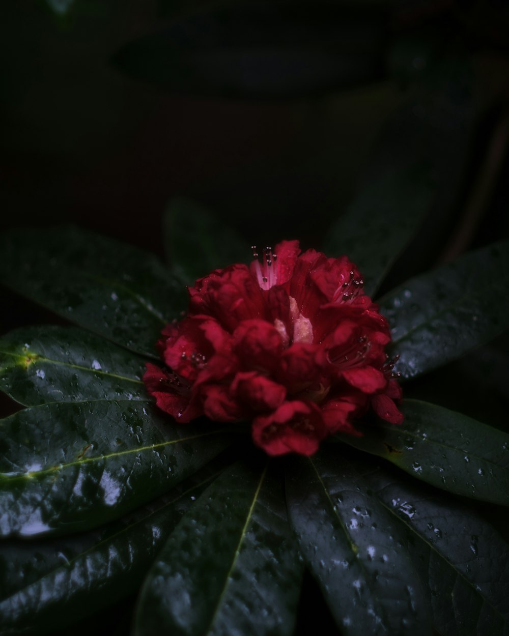 a red flower with water droplets on it