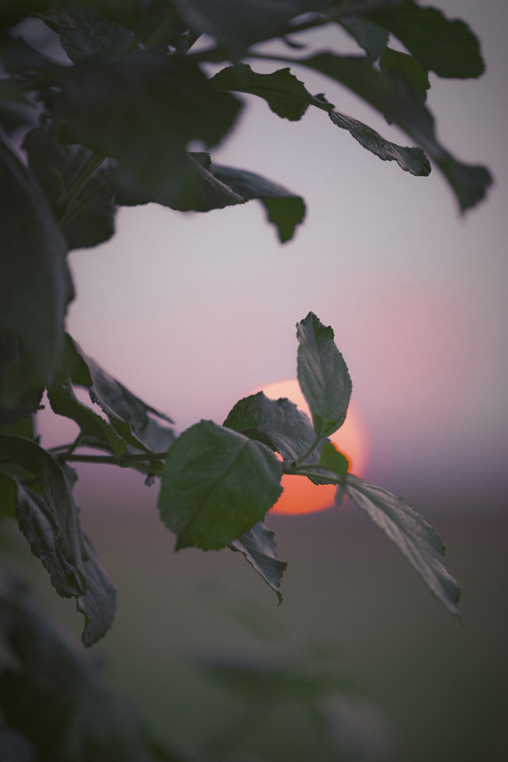 the sun is setting behind the leaves of a tree