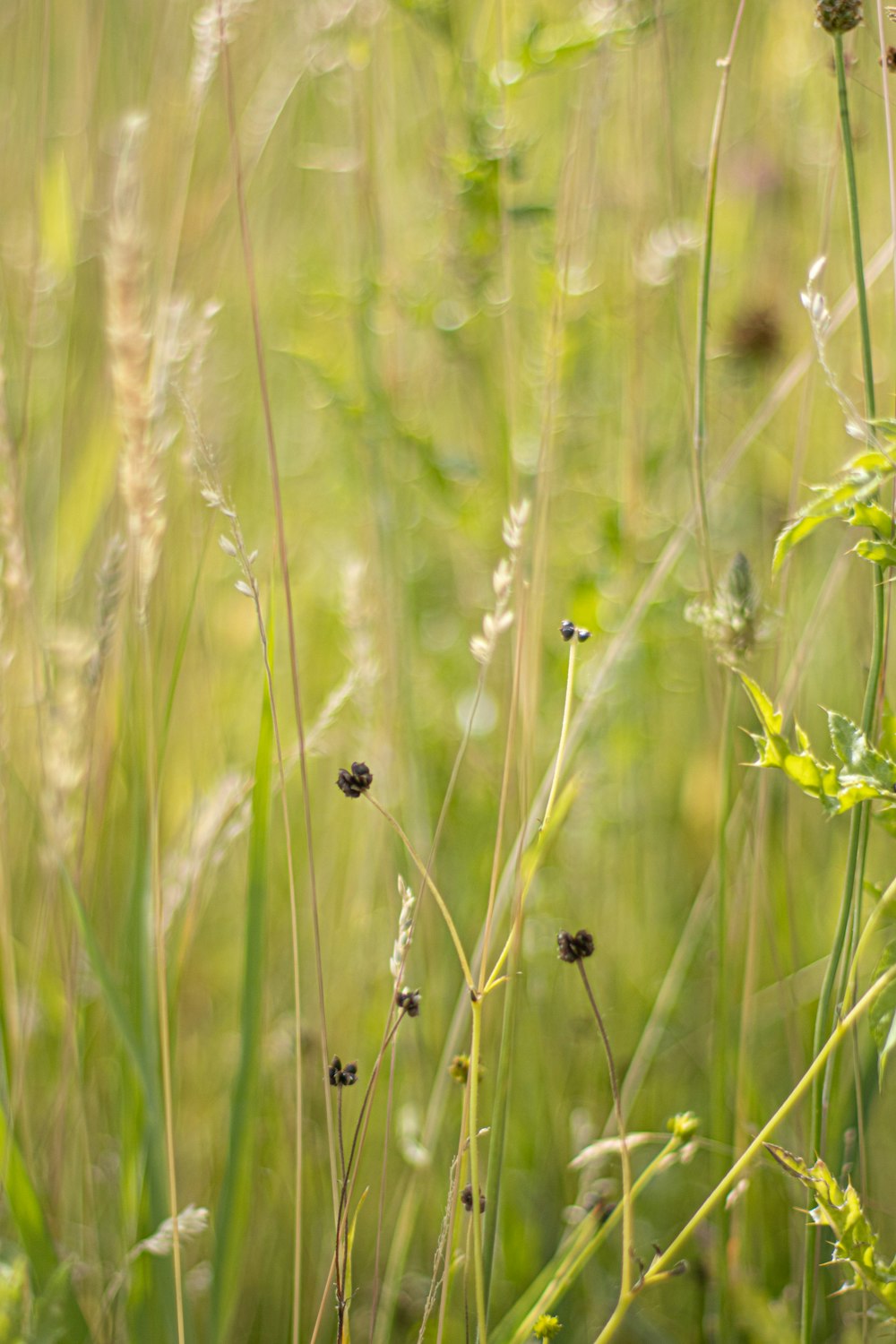 a close up of a bunch of flowers in a field