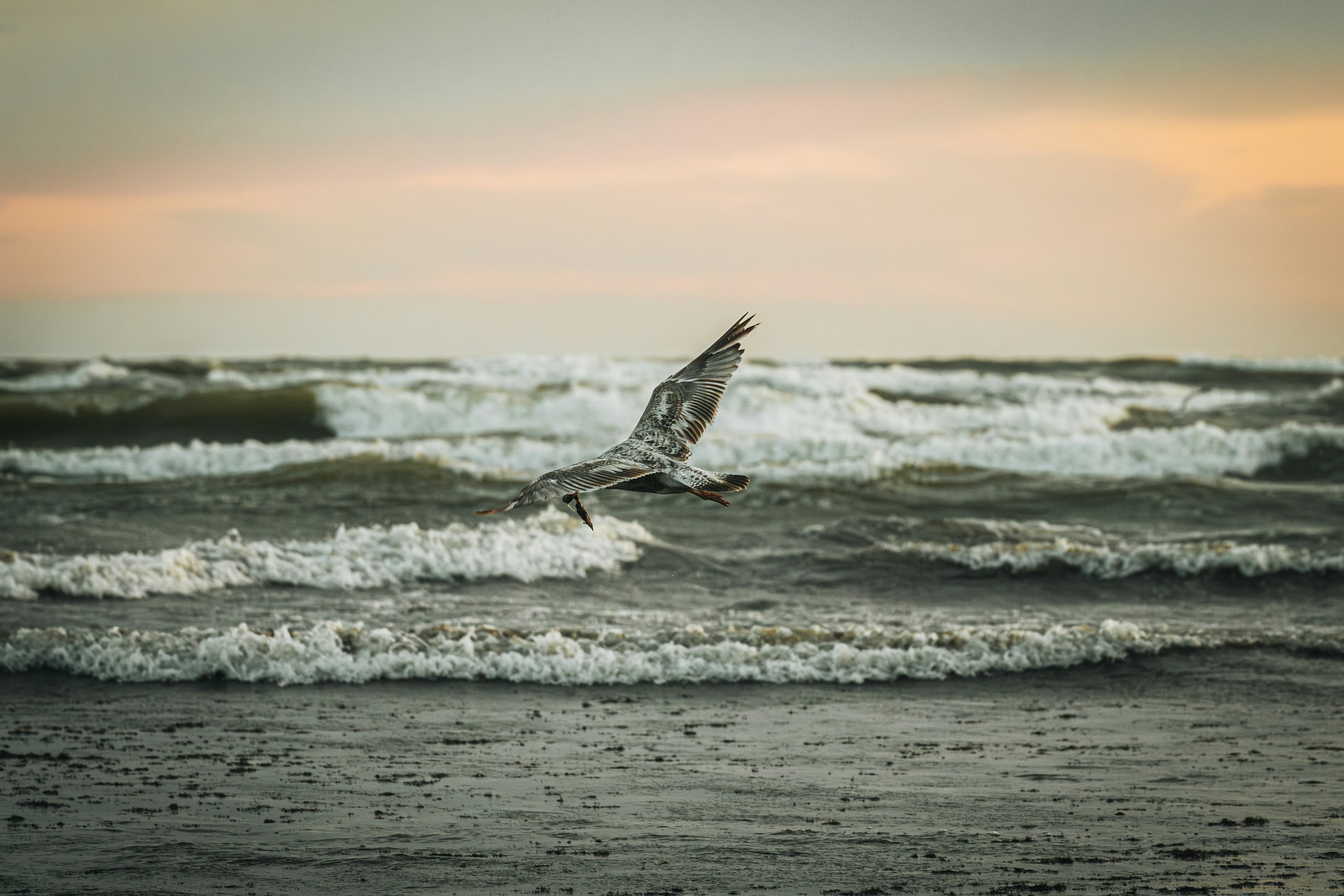 a bird flying over a body of water