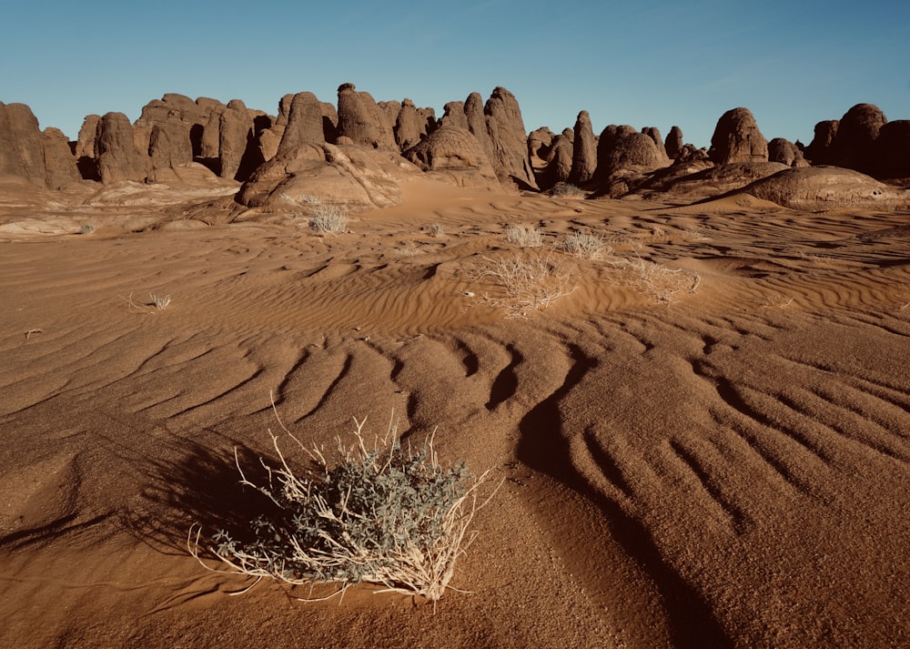 a small plant in the middle of a desert