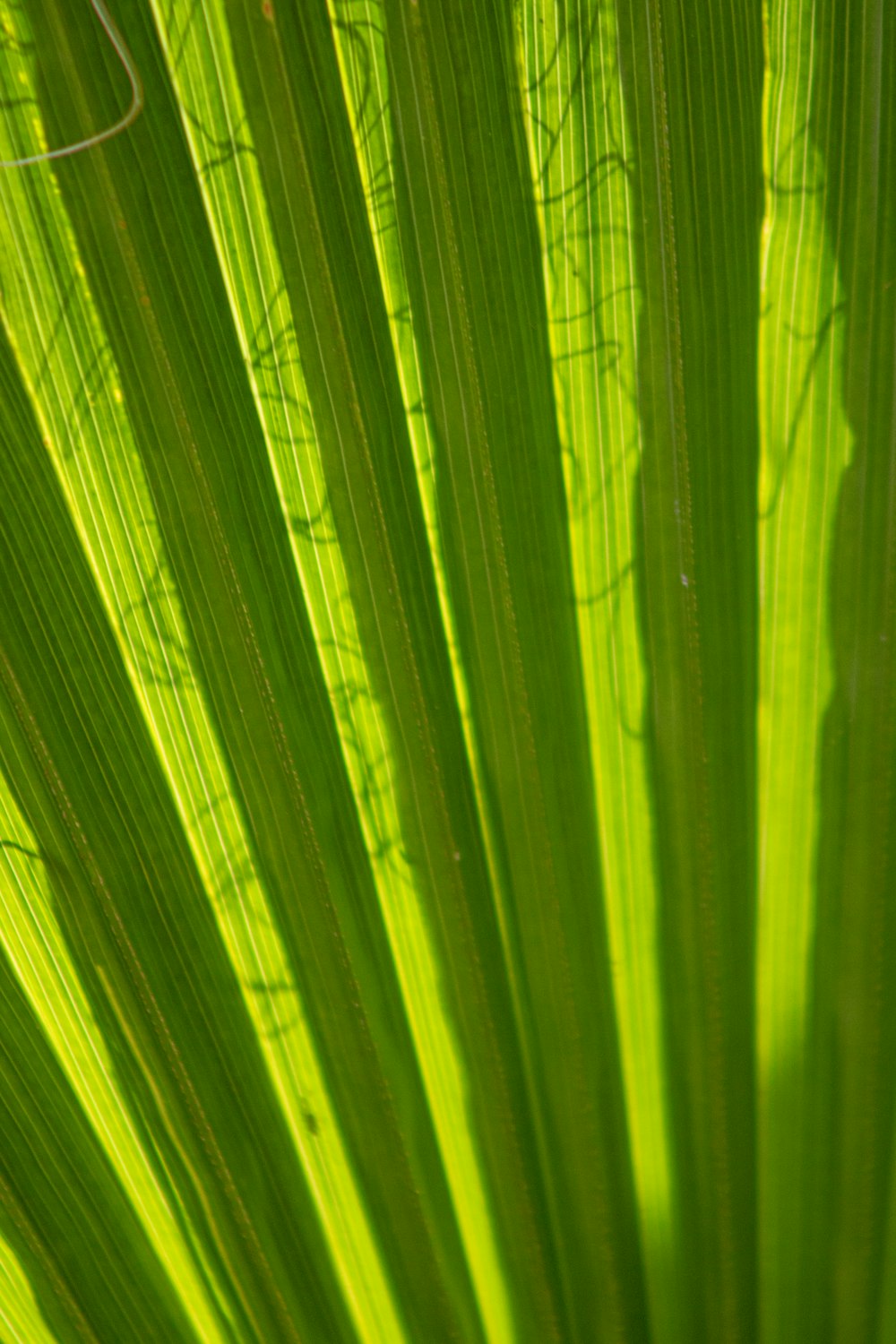 a close up view of a green leaf