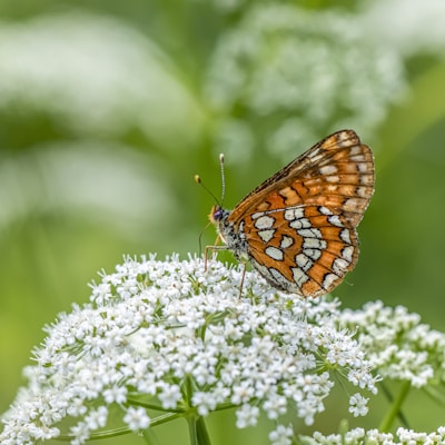 a close up of a butterfly on a flower