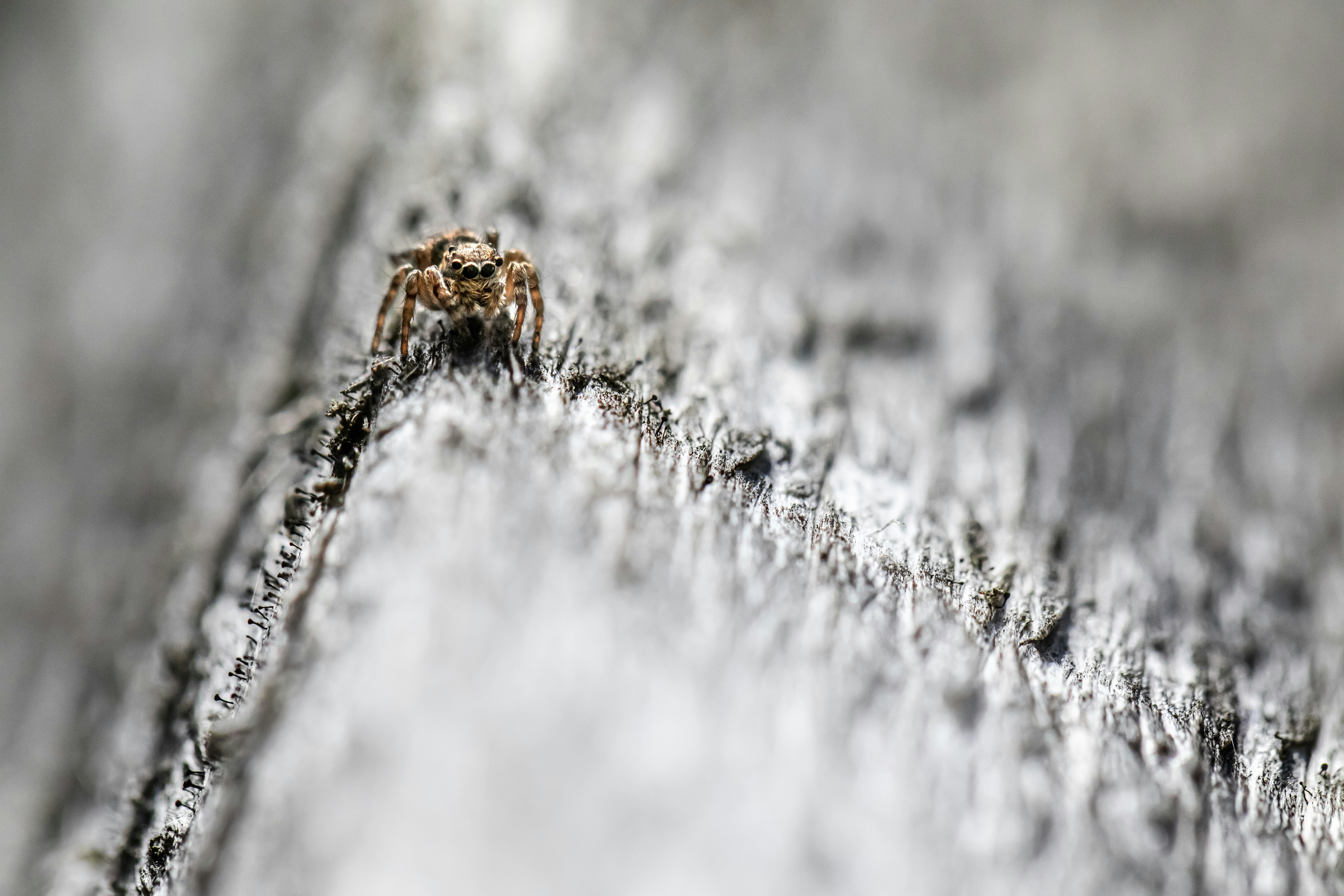 Photo by erik_karits