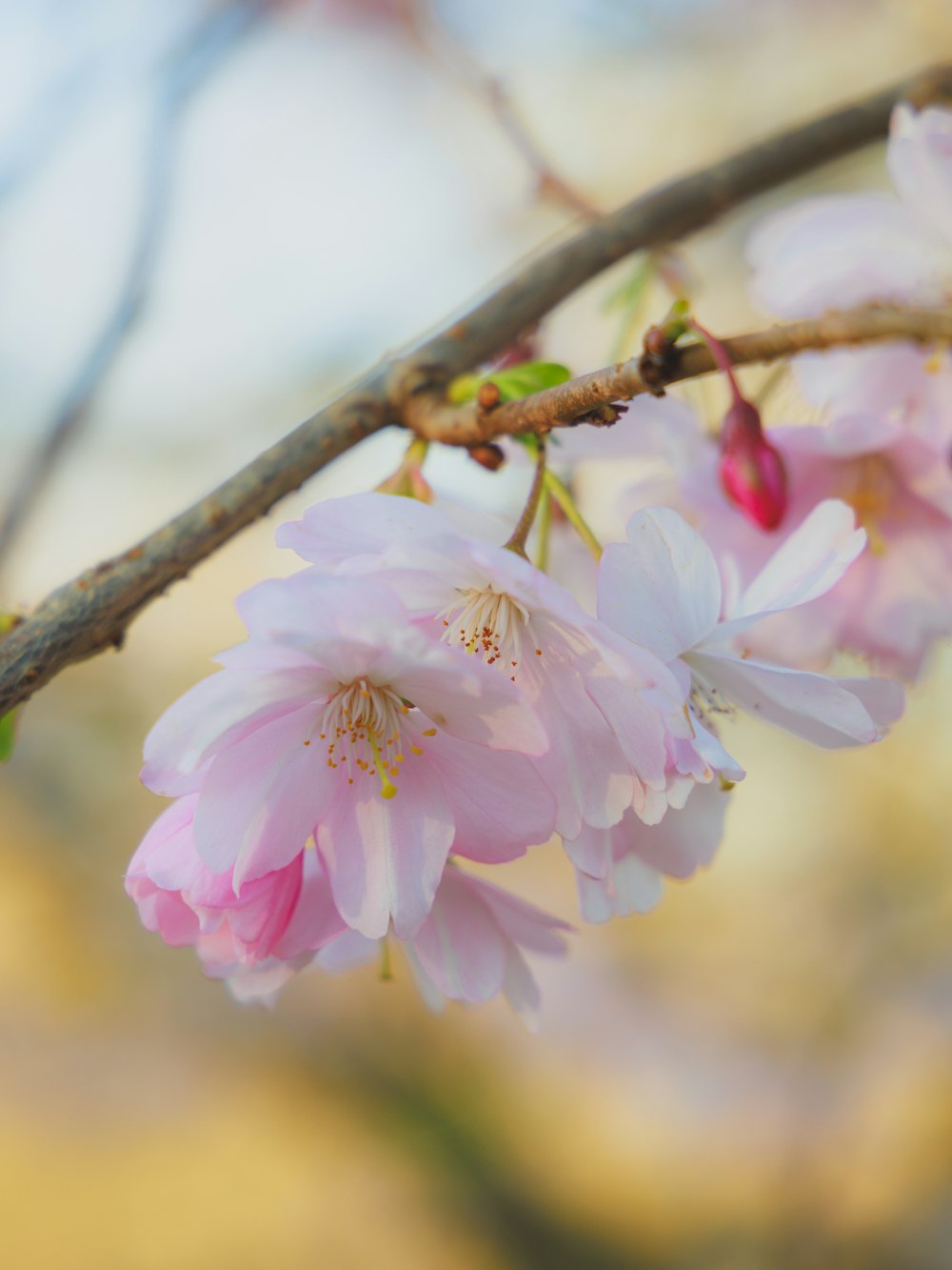 a branch of a tree with pink flowers