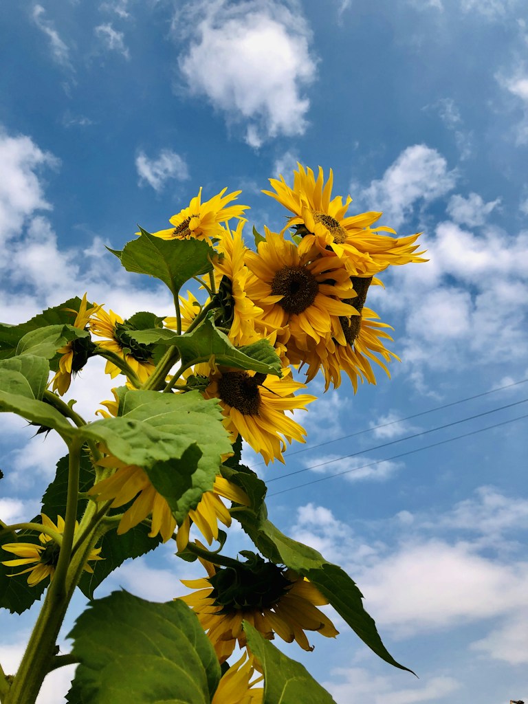 Tournesol géant