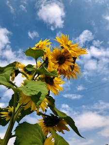 Tournesol géant