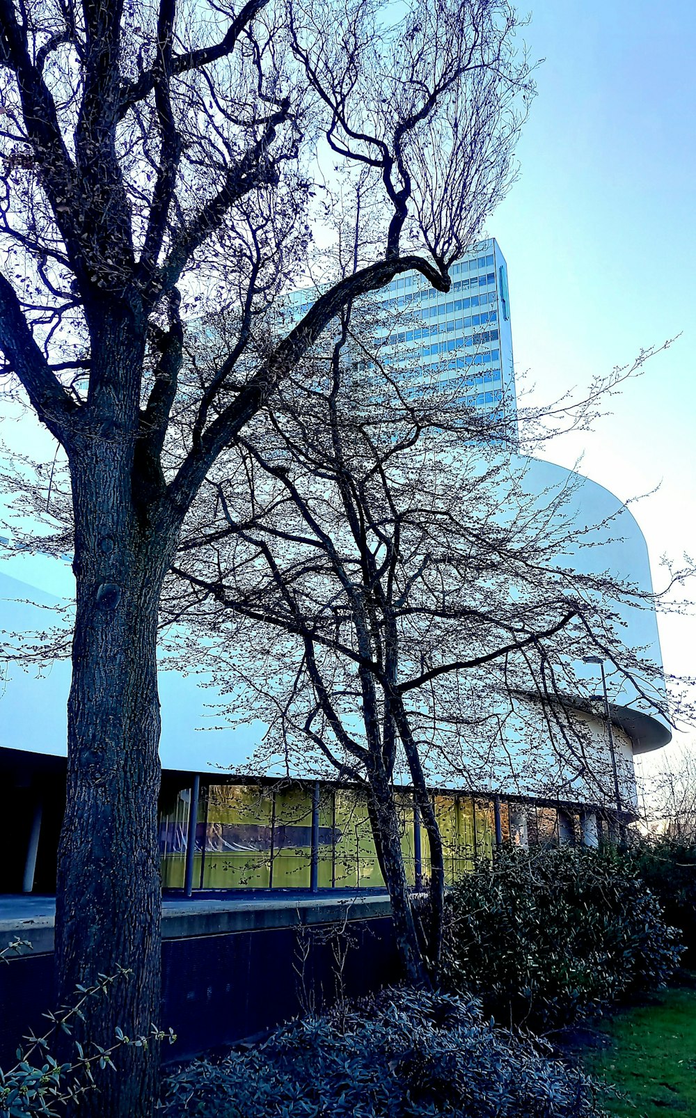 a tree with no leaves in front of a building