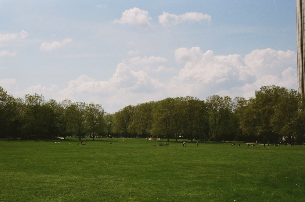 a large grassy field with trees in the background