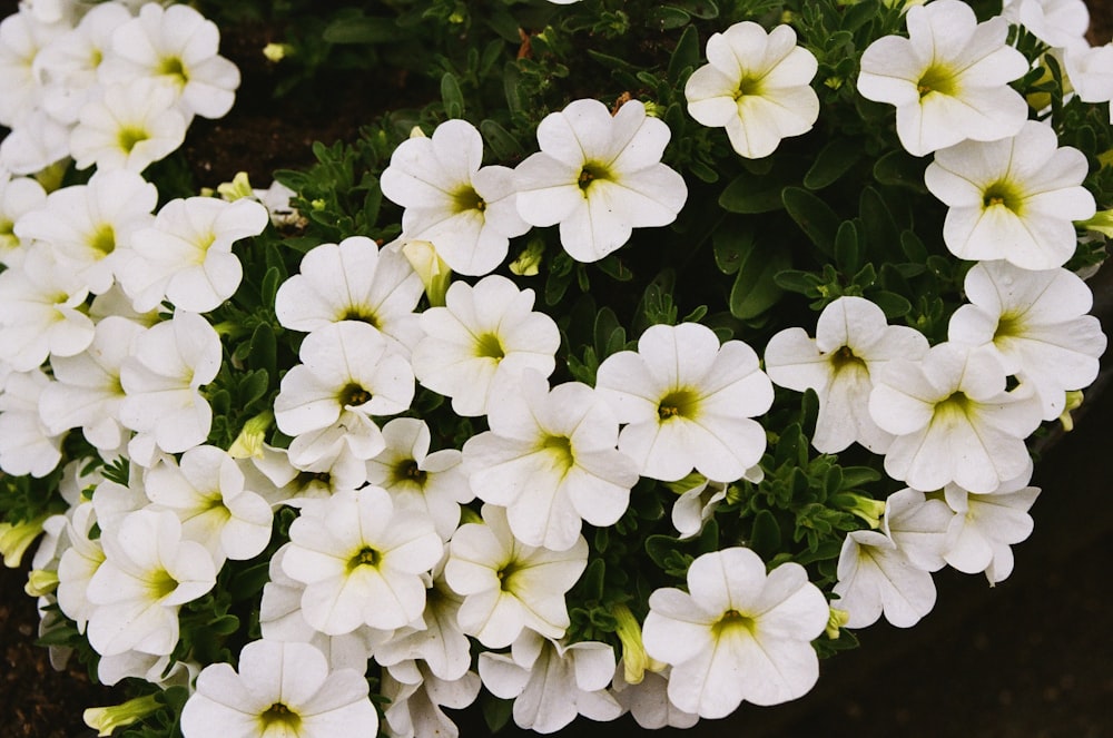 a bunch of white flowers with yellow centers