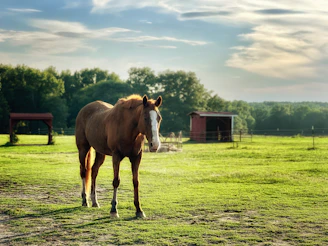 A serene horse standing in a lush green pasture under a clear blue sky.