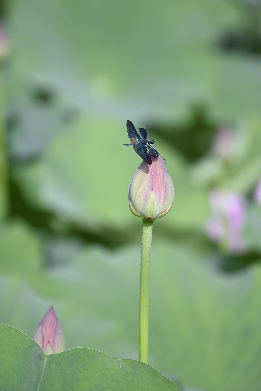 a dragon fly sitting on top of a pink flower