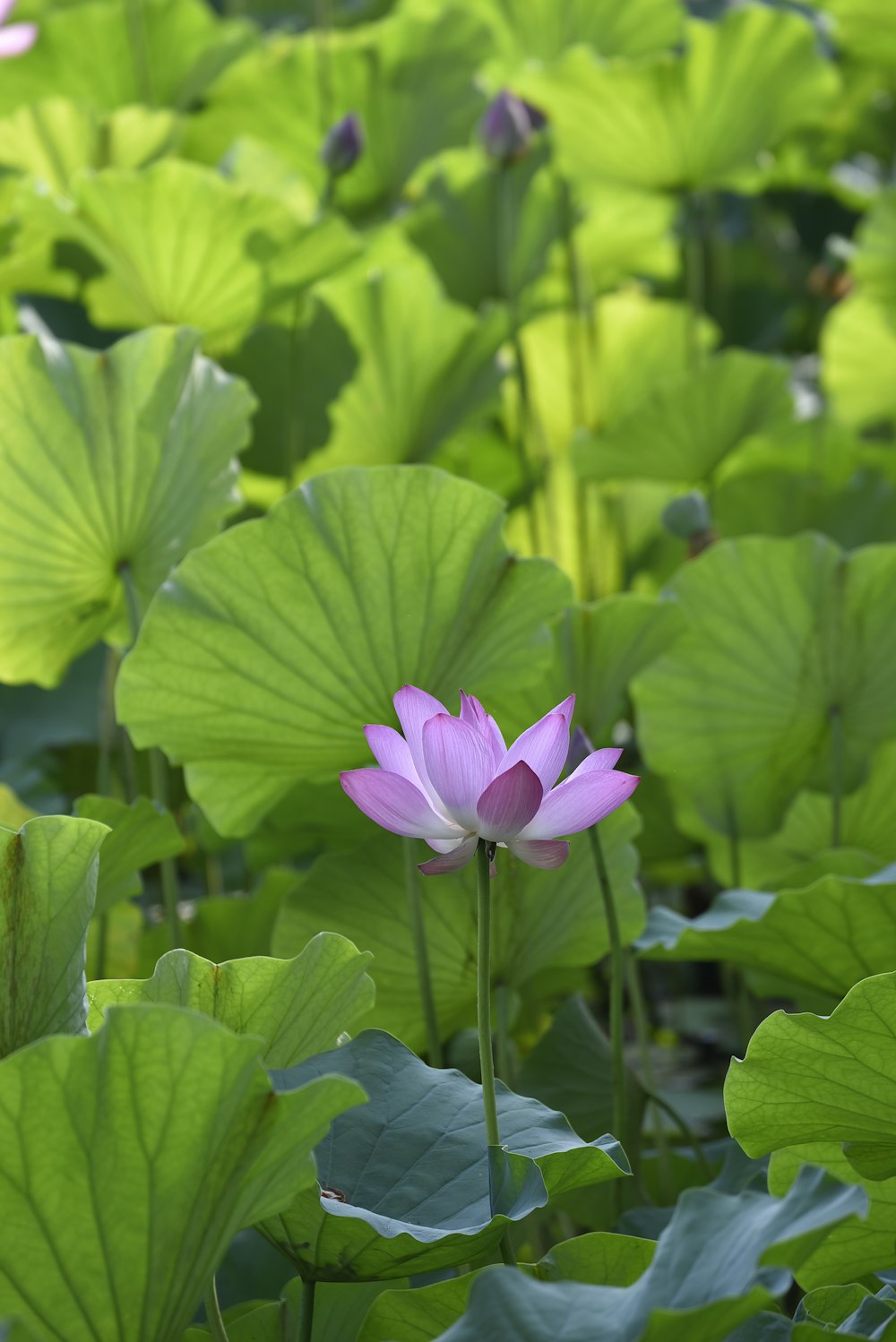 a pink lotus flower in the middle of a field of green leaves