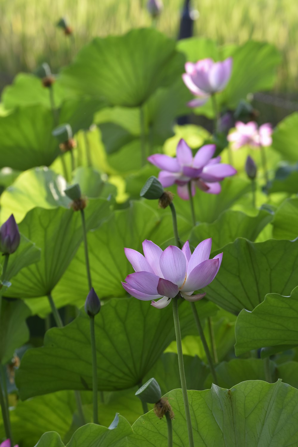 Un campo lleno de flores púrpuras y hojas verdes