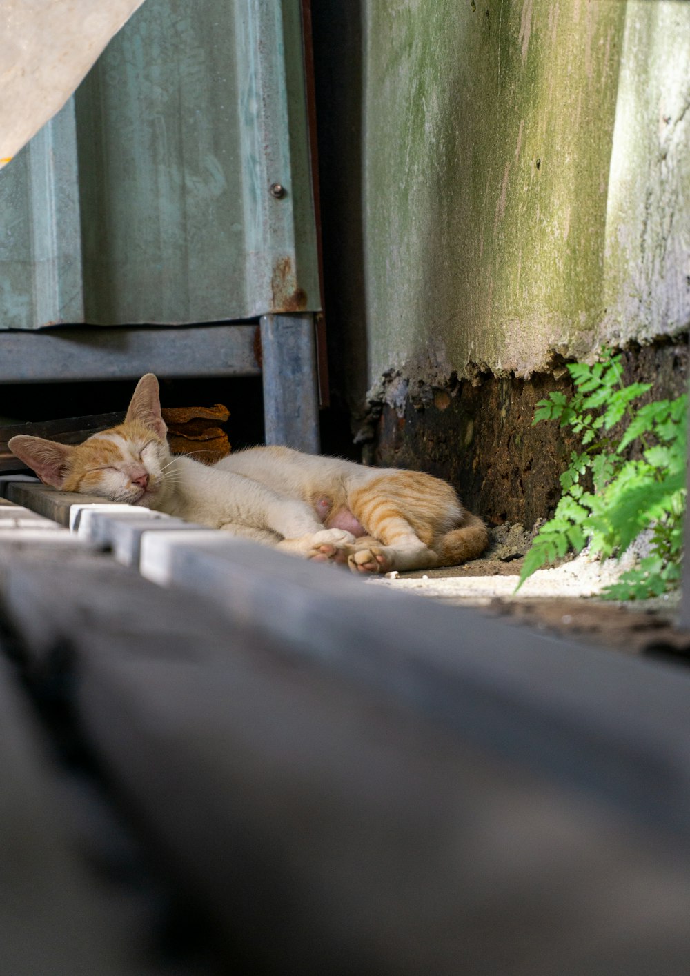 a couple of cats laying on top of a wooden floor