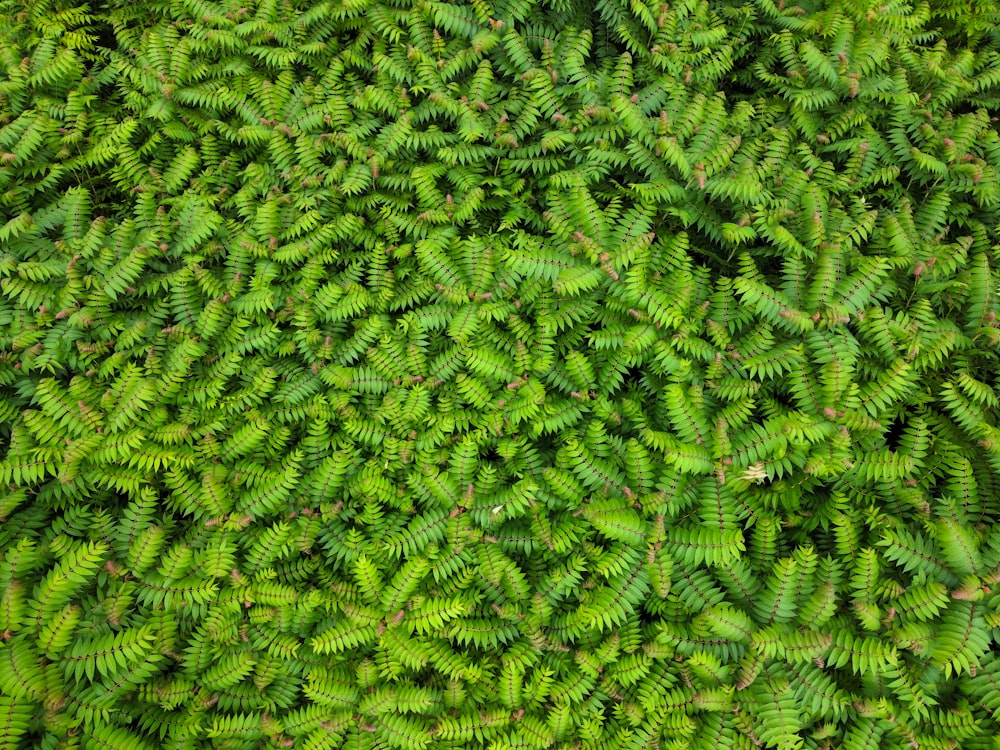 a close up of a green plant with lots of leaves